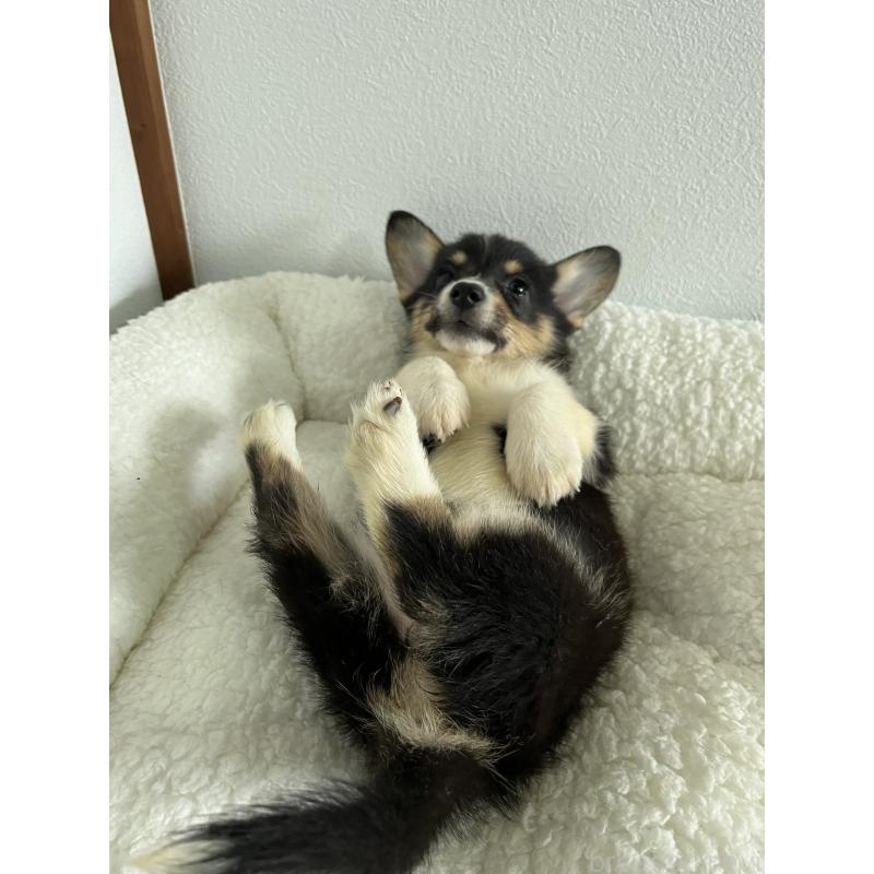 販売中の和歌山県のウェルシュコーギーペンブローク-418659の12枚目