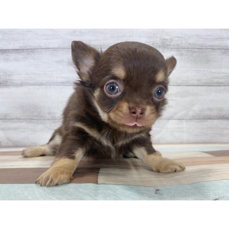 販売中の新潟県のチワワ(ロングコート)-423003の5枚目