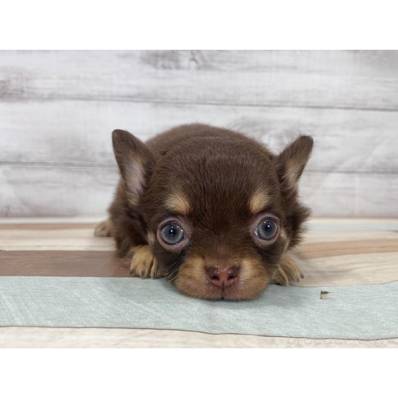 販売中の新潟県のチワワ(ロングコート)-423003の4枚目