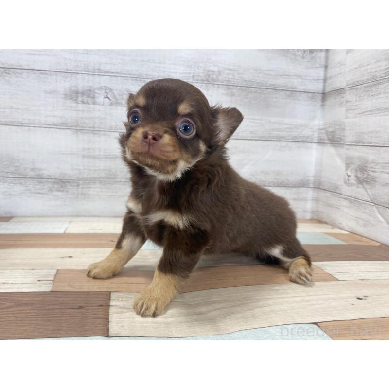 販売中の新潟県のチワワ(ロングコート)-423003の2枚目