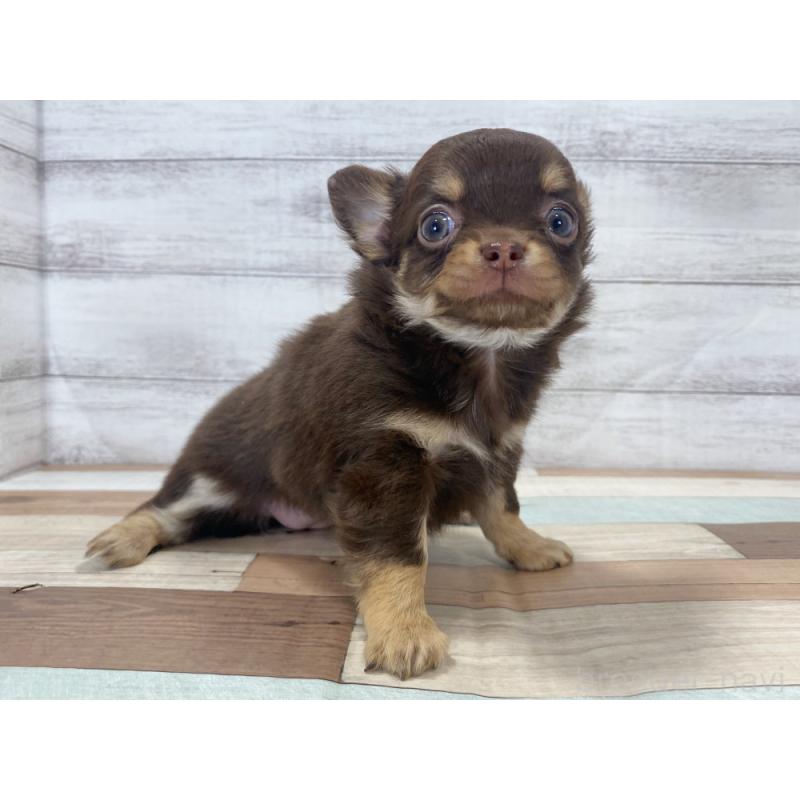 販売中の新潟県のチワワ(ロングコート)-423003の3枚目