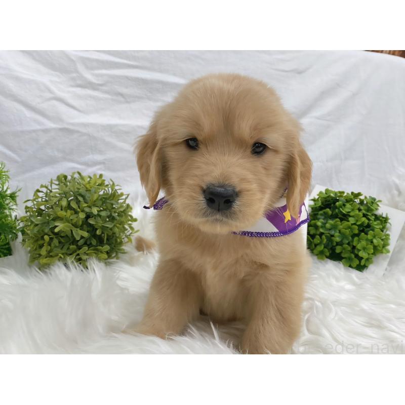 販売中の大阪府のゴールデンレトリーバー-423016の4枚目