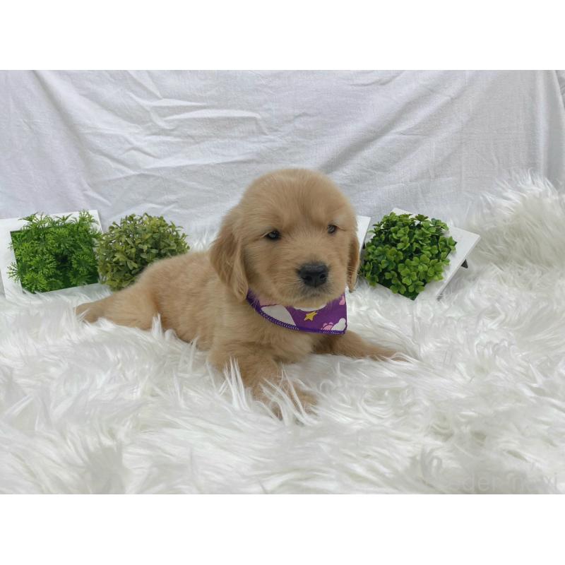 販売中の大阪府のゴールデンレトリーバー-423016の3枚目