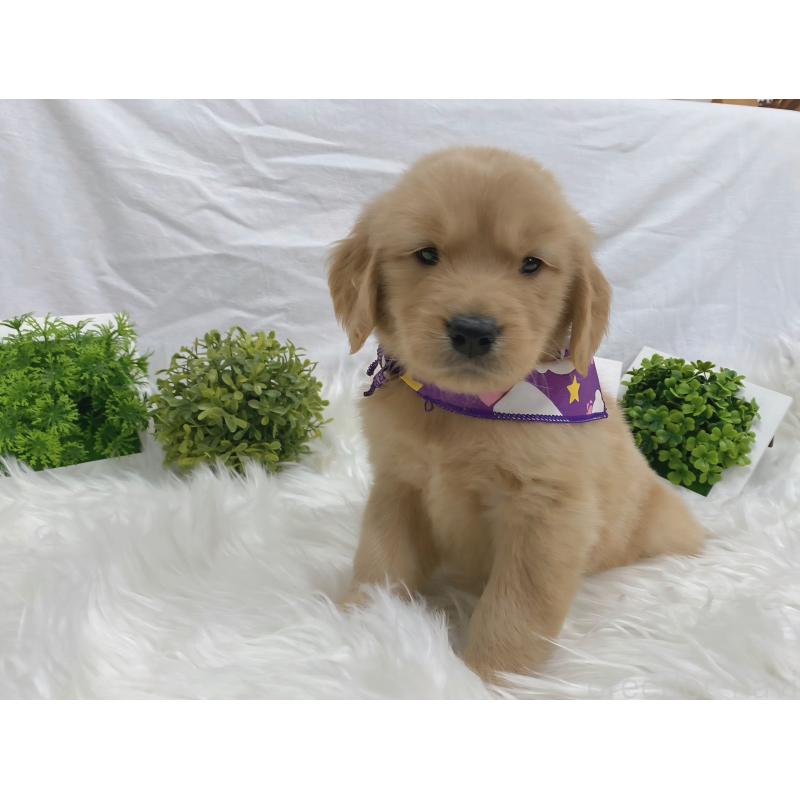 販売中の大阪府のゴールデンレトリーバー-423016の2枚目