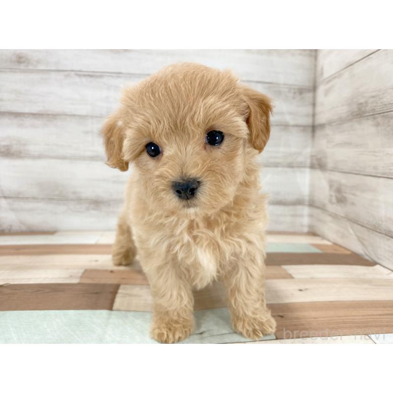 販売中の新潟県のマルプー:マルチーズ×トイプードル-423005の5枚目