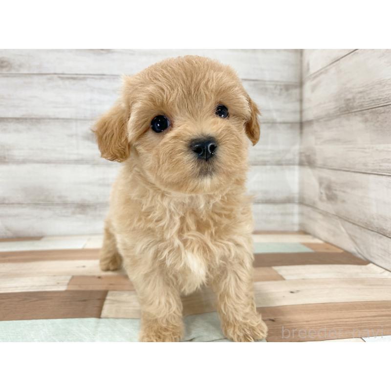 販売中の新潟県のマルプー:マルチーズ×トイプードル-423005の4枚目