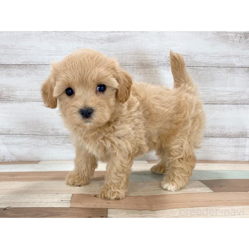 販売中の新潟県のマルプー:マルチーズ×トイプードル-423005の2枚目