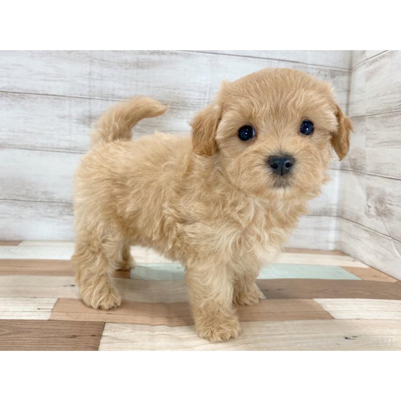 販売中の新潟県のマルプー:マルチーズ×トイプードル-423005の3枚目