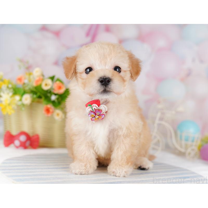 販売中の東京都のミックス犬-423006の5枚目