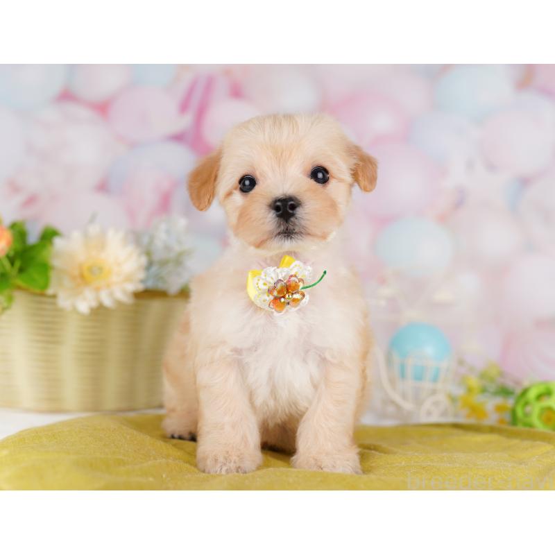 販売中の東京都のミックス犬-423006の3枚目