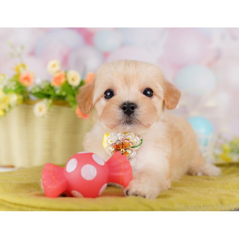 販売中の東京都のミックス犬-423006の1枚目