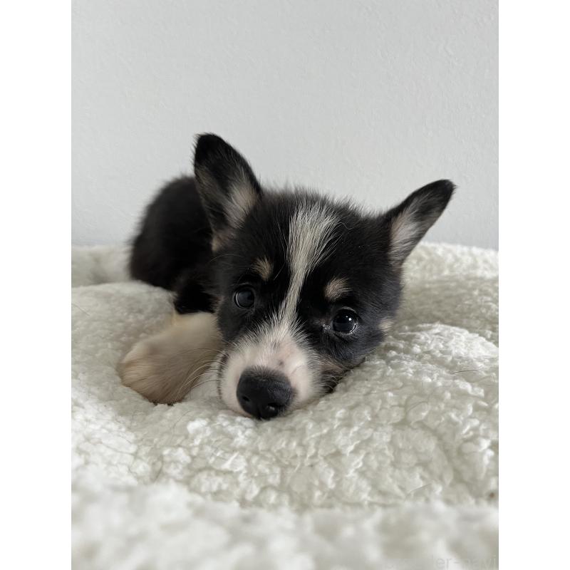 販売中の和歌山県のウェルシュコーギーペンブローク-418663の13枚目