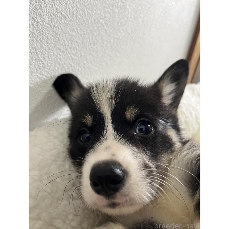 販売中の和歌山県のウェルシュコーギーペンブローク-418663の12枚目