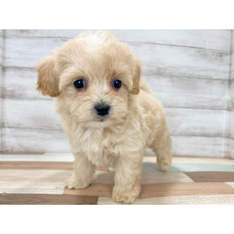 販売中の新潟県のマルプー:マルチーズ×トイプードル-423007の5枚目