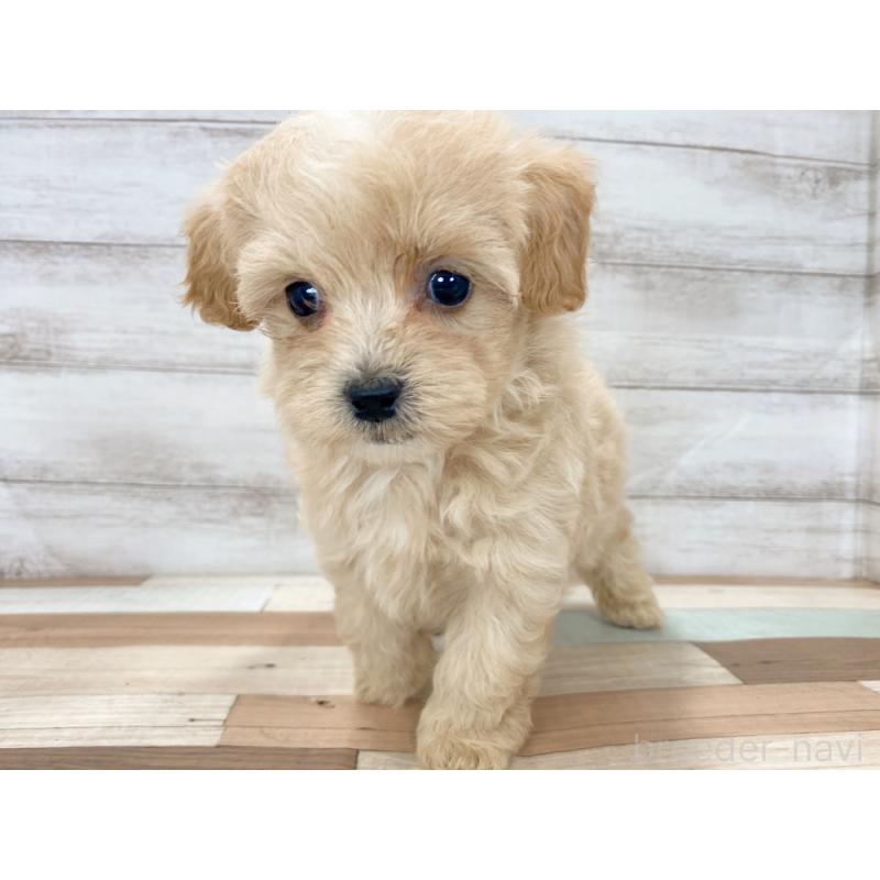 販売中の新潟県のマルプー:マルチーズ×トイプードル-423007の4枚目