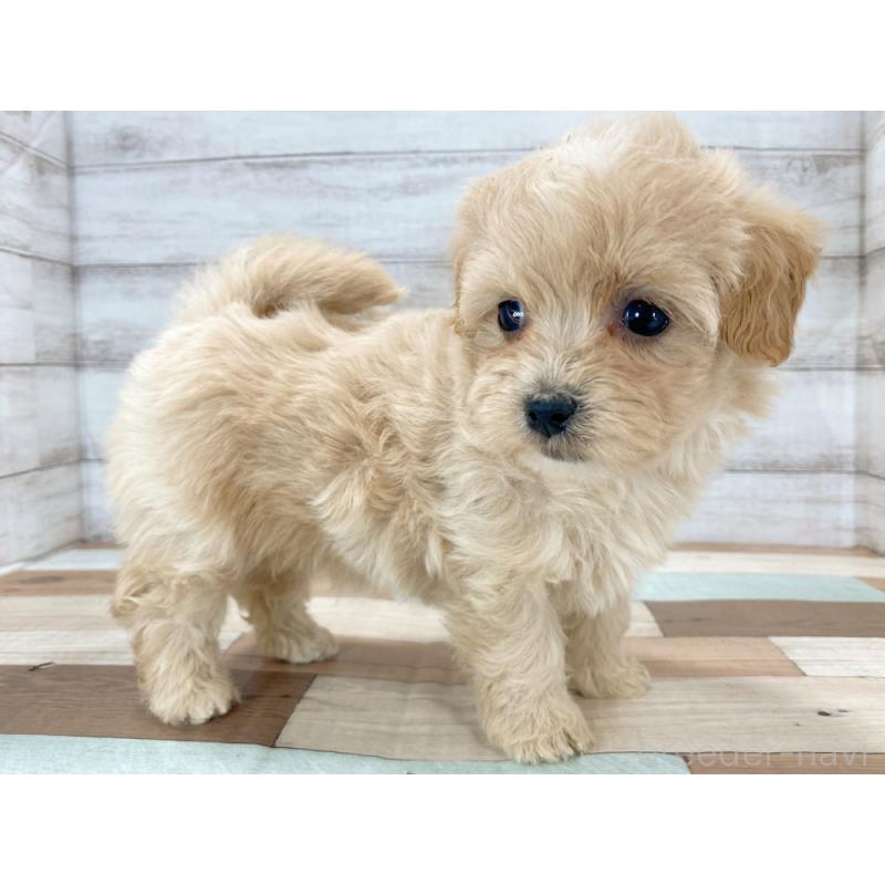 販売中の新潟県のマルプー:マルチーズ×トイプードル-423007の3枚目