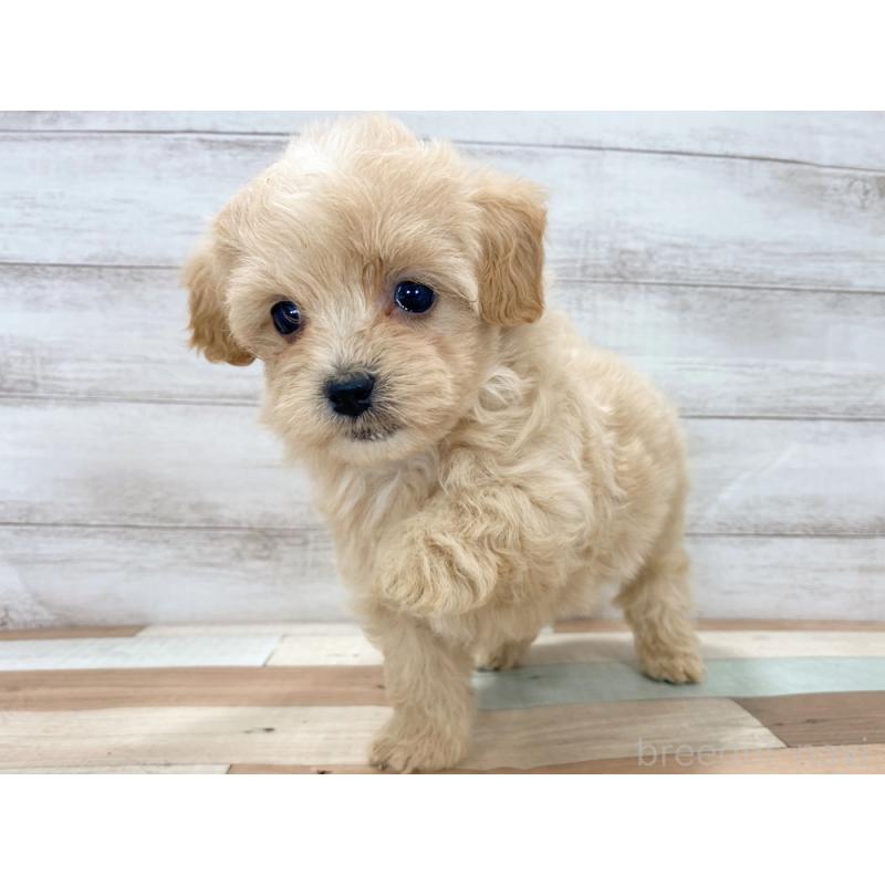 販売中の新潟県のマルプー:マルチーズ×トイプードル-423007の2枚目