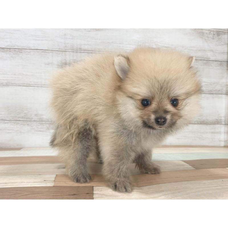 販売中の新潟県のポメラニアン-423008の5枚目