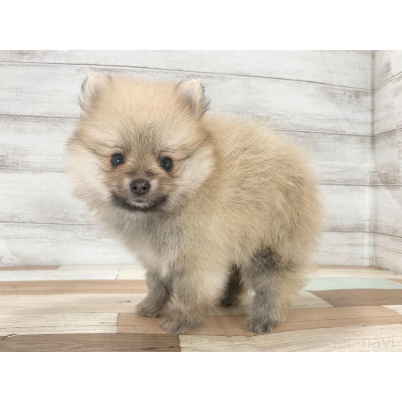 販売中の新潟県のポメラニアン-423008の3枚目