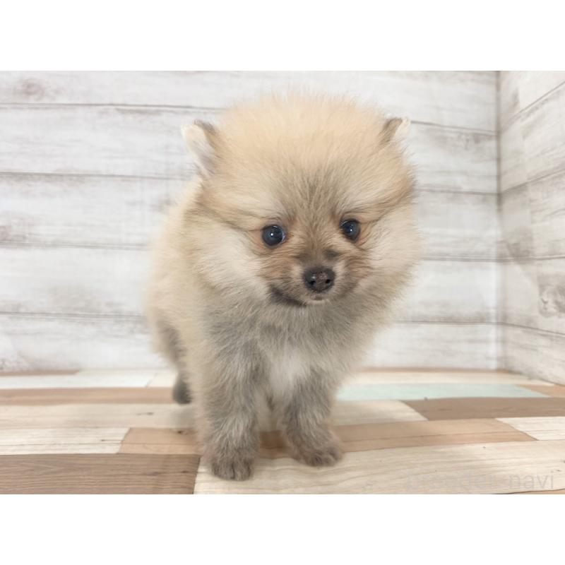 販売中の新潟県のポメラニアン-423008の4枚目