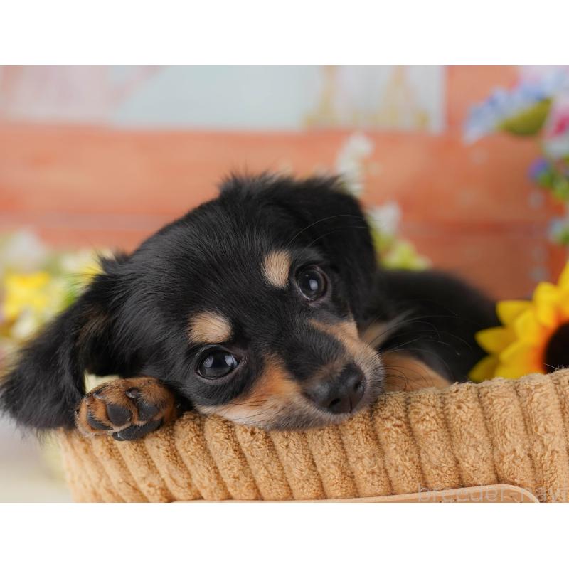 販売中の東京都のチワックス:チワワ×ミニチュアダックスフンド-423009の5枚目