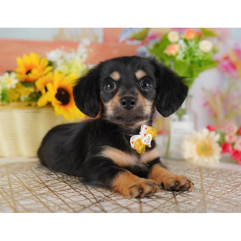 販売中の東京都のチワックス:チワワ×ミニチュアダックスフンド-423009の4枚目