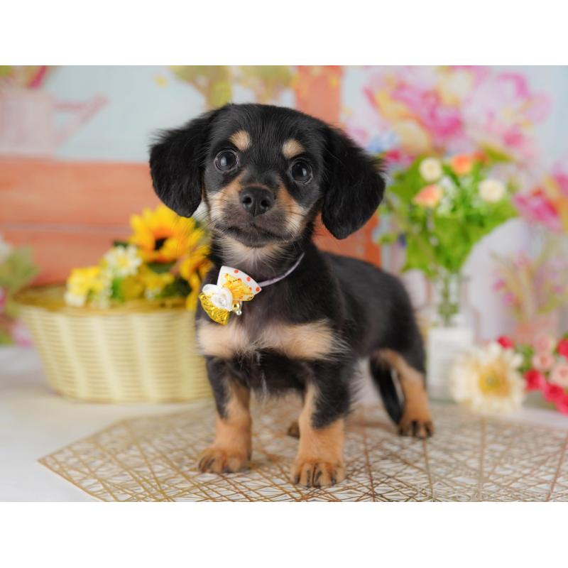 販売中の東京都のチワックス:チワワ×ミニチュアダックスフンド-423009の3枚目