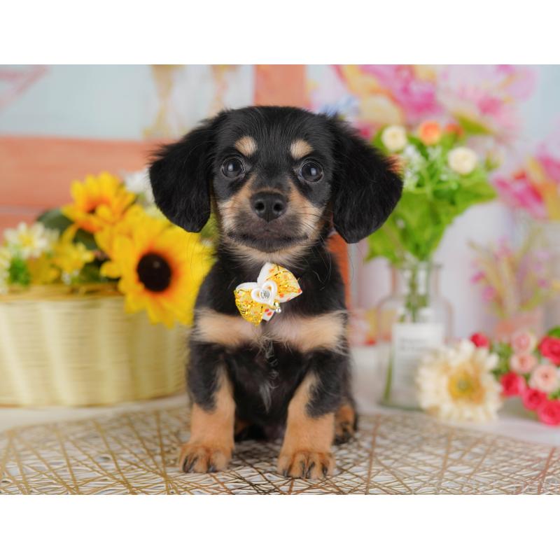 販売中の東京都のチワックス:チワワ×ミニチュアダックスフンド-423009の2枚目