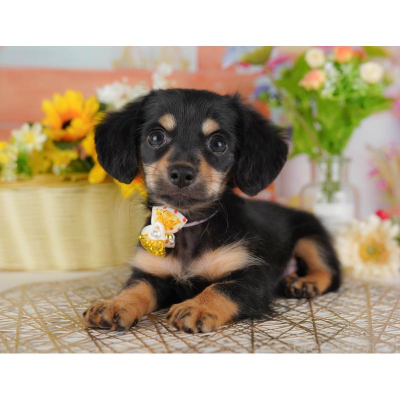 販売中の東京都のチワックス:チワワ×ミニチュアダックスフンド-423009