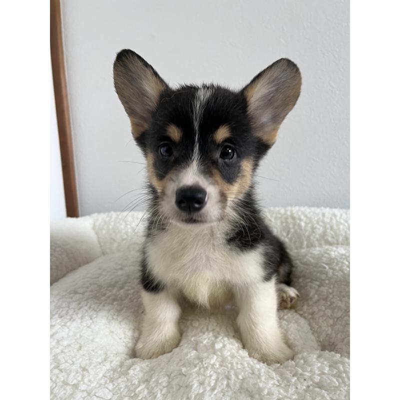 販売中の和歌山県のウェルシュコーギーペンブローク-418666
