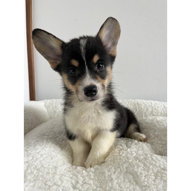 販売中の和歌山県のウェルシュコーギーペンブローク-418666の15枚目