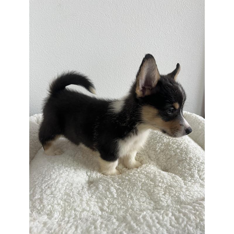 販売中の和歌山県のウェルシュコーギーペンブローク-418666の14枚目