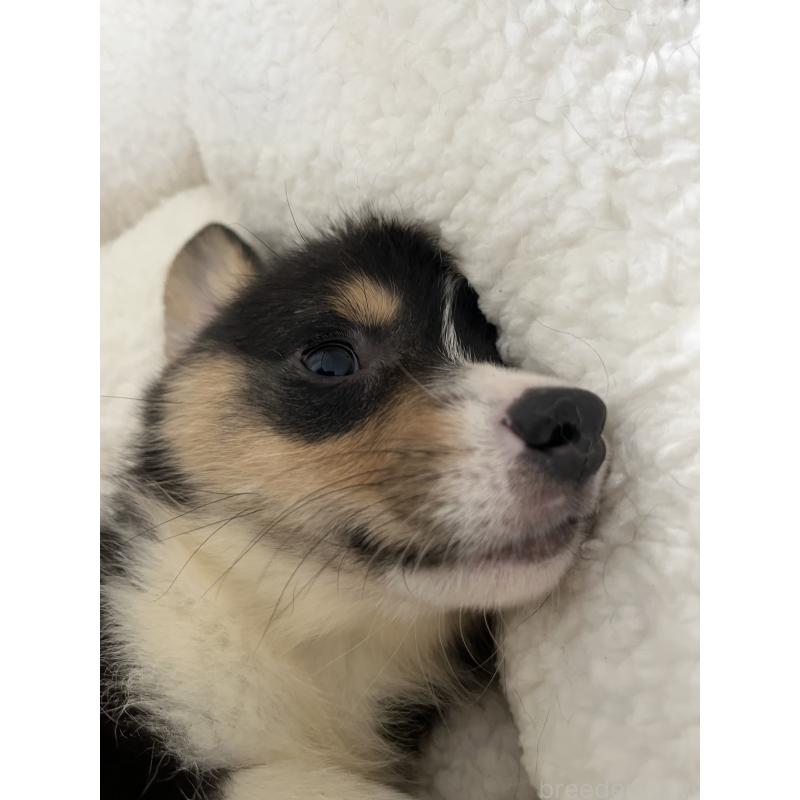 販売中の和歌山県のウェルシュコーギーペンブローク-418666の13枚目