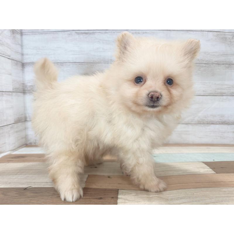 販売中の新潟県のポメラニアン-423010の5枚目