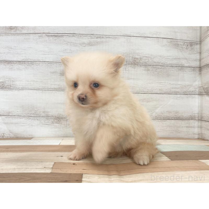 販売中の新潟県のポメラニアン-423010の4枚目