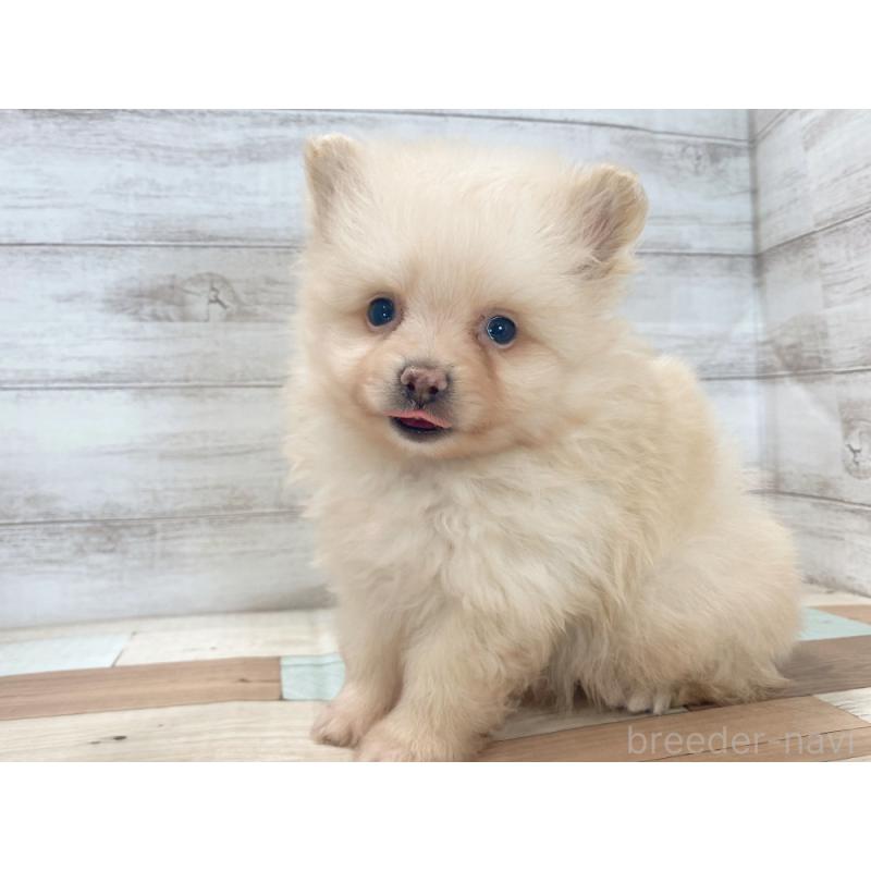 販売中の新潟県のポメラニアン-423010の3枚目
