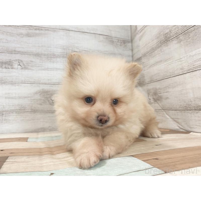販売中の新潟県のポメラニアン-423010の2枚目