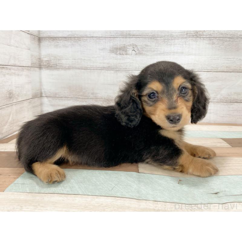 販売中の新潟県のミニチュアダックスフンド(ロングヘアード)-423011の5枚目