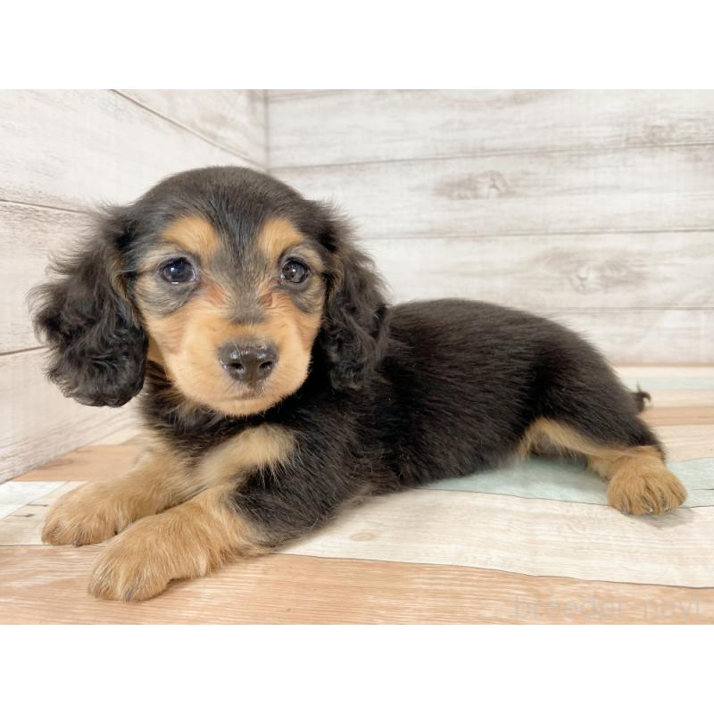 販売中の新潟県のミニチュアダックスフンド(ロングヘアード)-423011の4枚目