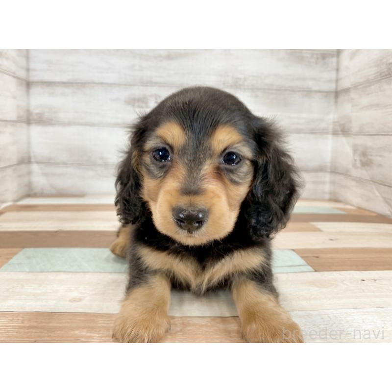 販売中の新潟県のミニチュアダックスフンド(ロングヘアード)-423011の2枚目