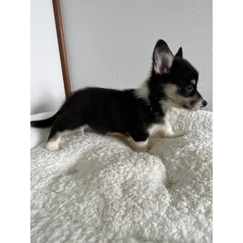 販売中の和歌山県のウェルシュコーギーペンブローク-418668の16枚目