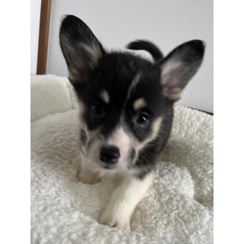 販売中の和歌山県のウェルシュコーギーペンブローク-418668の15枚目