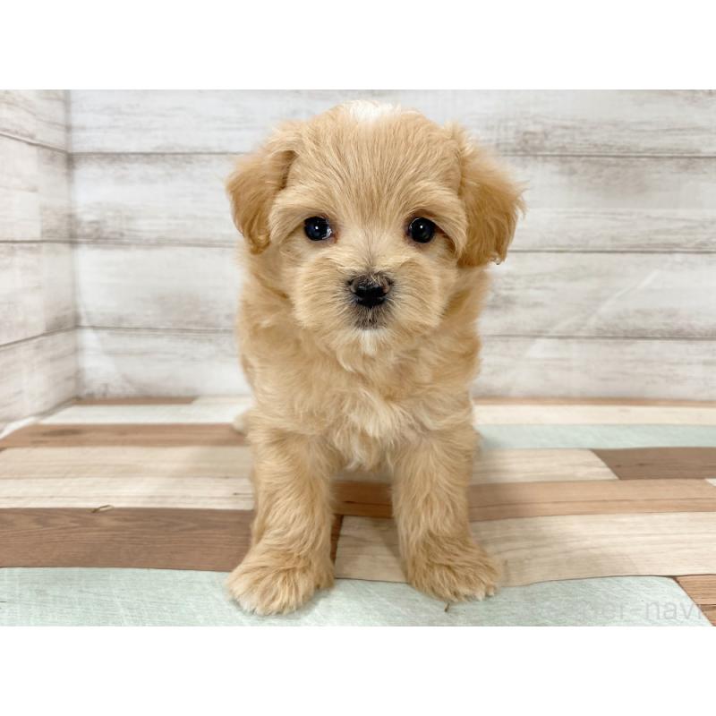 販売中の新潟県のマルプー:マルチーズ×トイプードル-423015の5枚目