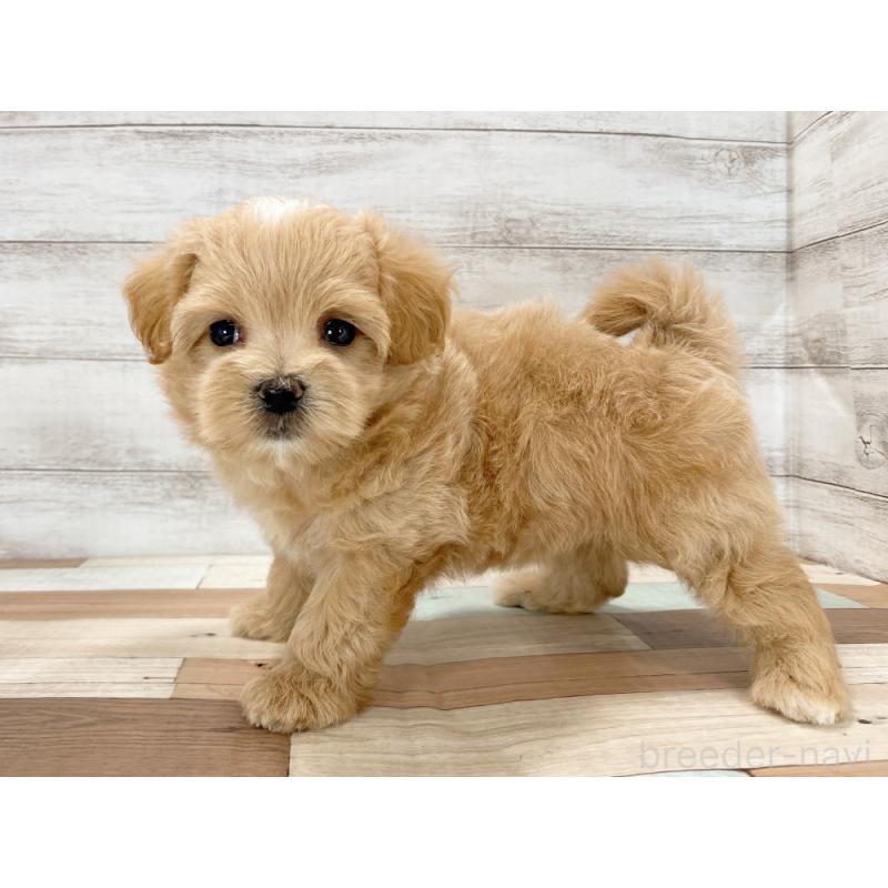 販売中の新潟県のマルプー:マルチーズ×トイプードル-423015の4枚目