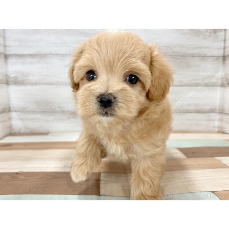 販売中の新潟県のマルプー:マルチーズ×トイプードル-423015の2枚目