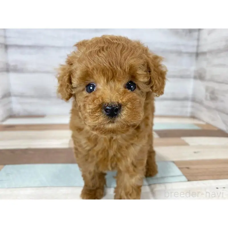 販売中の新潟県のトイプードル-423017の5枚目