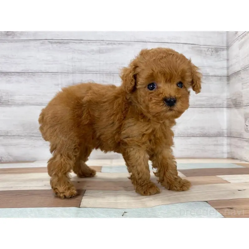 販売中の新潟県のトイプードル-423017の4枚目