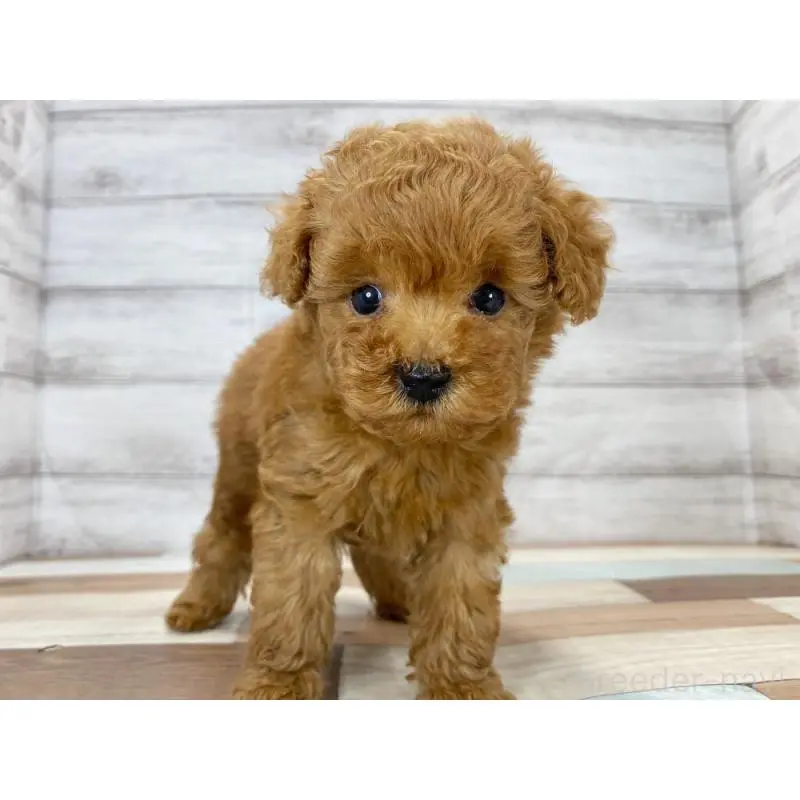 販売中の新潟県のトイプードル-423017の3枚目