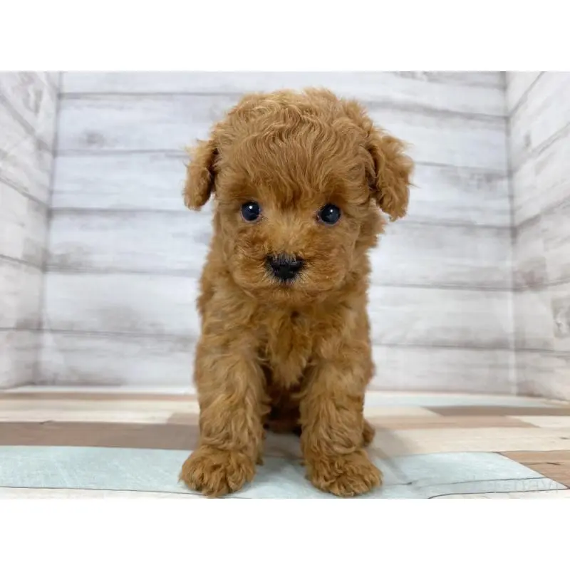 販売中の新潟県のトイプードル-423017の2枚目