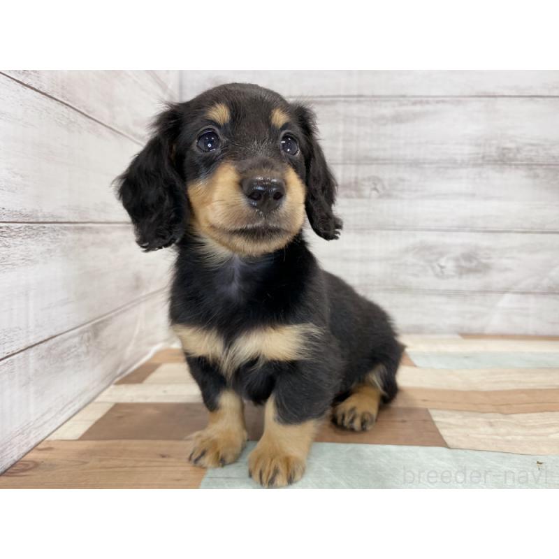 販売中の新潟県のミニチュアダックスフンド(ロングヘアード)-423019の5枚目